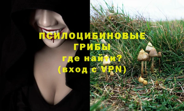 шишки Аркадак